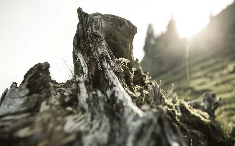 Naturpark Nagefluh im Oberallgäu und Bregenzerwald mit traumhaft schöner Landschaft.