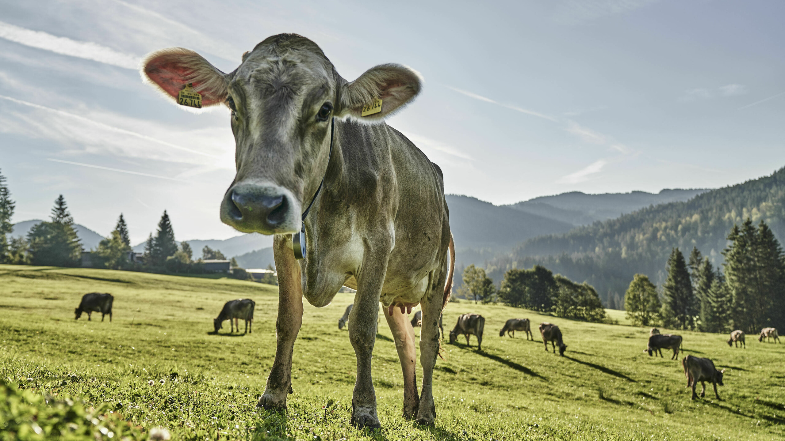 Milch und Fleisch von regionalen Produzenten für die HUBERTUS Kulinarik