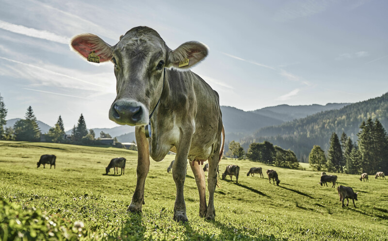 Gourmet-Hotel mit seinen lokalen Partner im Allgäu