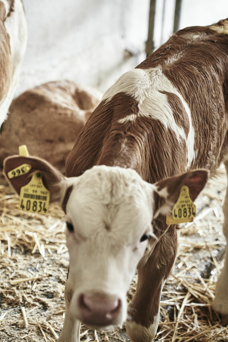 Artgerechte Tierhaltung von Rinder und Kühen aus Balderschwang im Allgäu