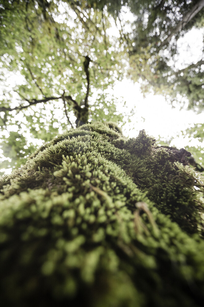 Naturerlebnisse in Balderschwang genießen in den Allgäuer Alpen